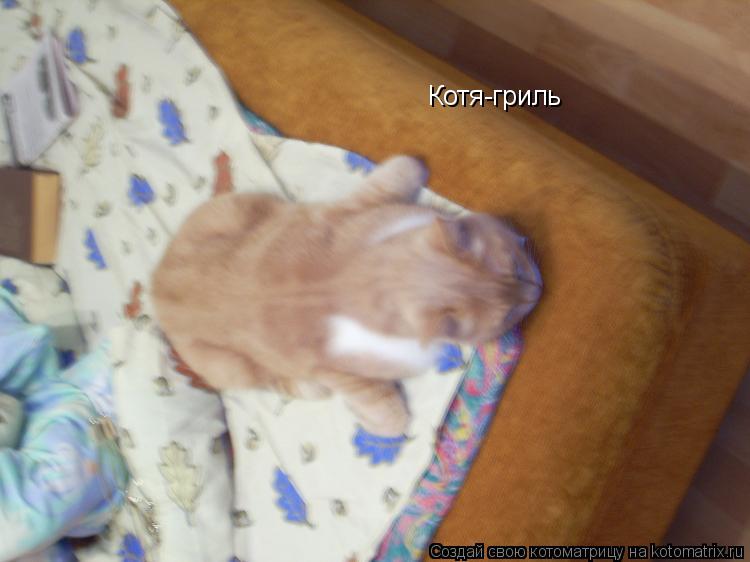 Котя-гриль... Котоматрица: Котя-гриль
