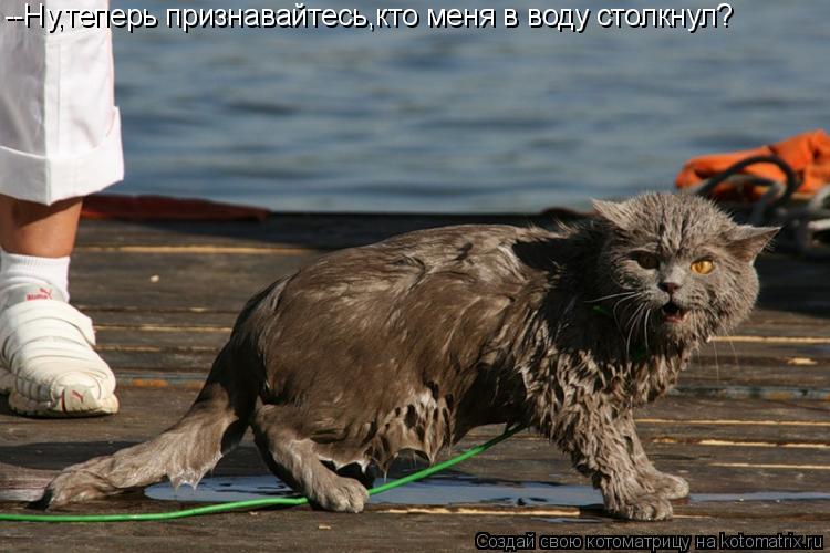 --Ну,теперь признавайтесь,кто меня в воду столкнул?... Котоматрица: --Ну,теперь признавайтесь,кто меня в воду столкнул?
