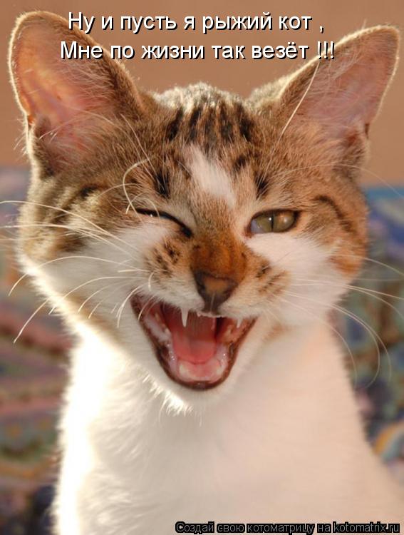 Ну и пусть я рыжий кот , Мне по жизни так везёт !!!... Котоматрица: Ну и пусть я рыжий кот , Мне по жизни так везёт !!!