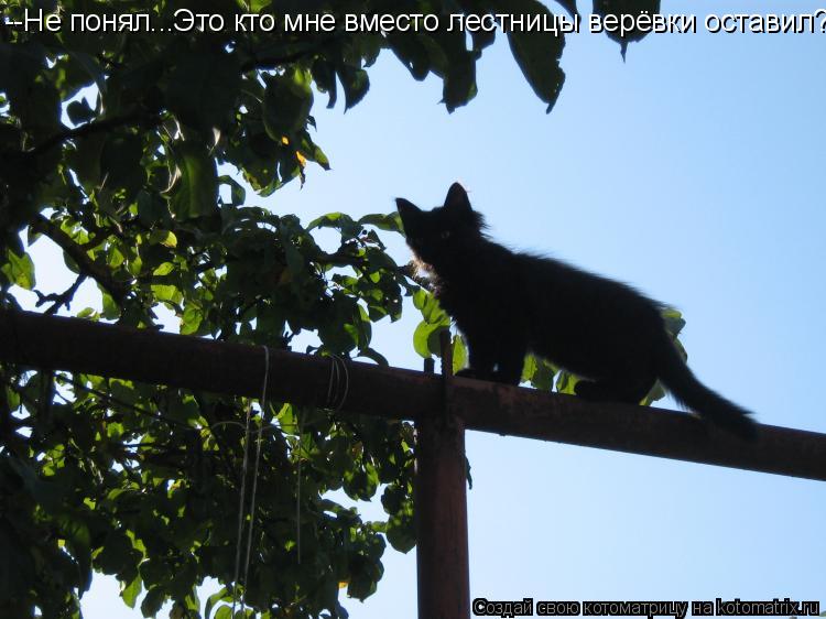 --Не понял...Это кто мне вместо лестницы верёвки оставил?... Котоматрица: --Не понял...Это кто мне вместо лестницы верёвки оставил?