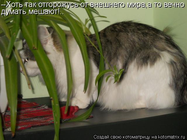 --Хоть так отгорожусь от внешнего мира,а то вечно думать мешают!..... Котоматрица: --Хоть так отгорожусь от внешнего мира,а то вечно думать мешают!..
