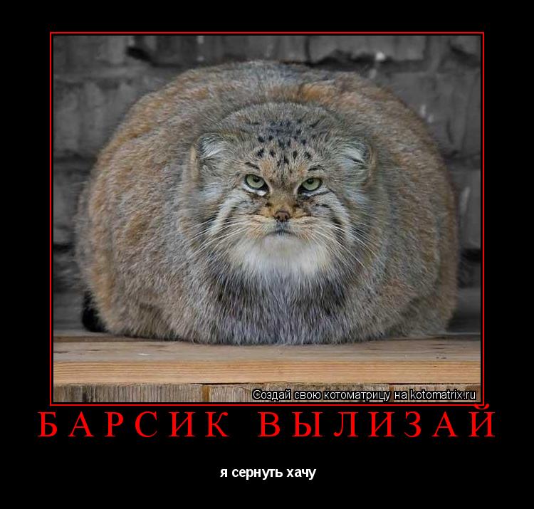 Барсик вылизай я сернуть хачу... Котоматрица: Барсик вылизай я сернуть хачу