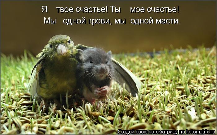 Я твое счастье! Ты мое счастье! Мы одной крови, мы одной масти.... Котоматрица: Я твое счастье! Ты мое счастье! Мы одной крови, мы одной масти.
