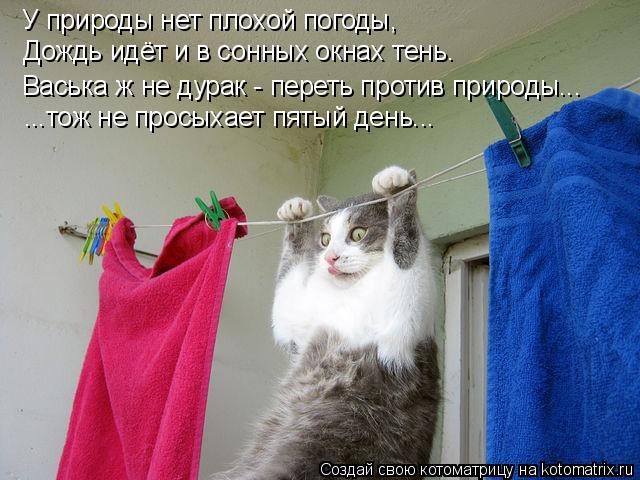 Котоматрица: У природы нет плохой погоды, Дождь идёт и в сонных окнах тень. Васька ж не дурак - переть против природы... ...тож не просыхает пятый день...