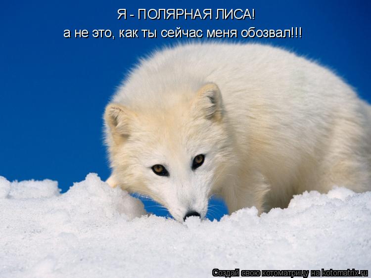 Я - ПОЛЯРНАЯ ЛИСА! а не это, как ты сейчас меня обозвал!!!... Котоматрица: Я - ПОЛЯРНАЯ ЛИСА! а не это, как ты сейчас меня обозвал!!!
