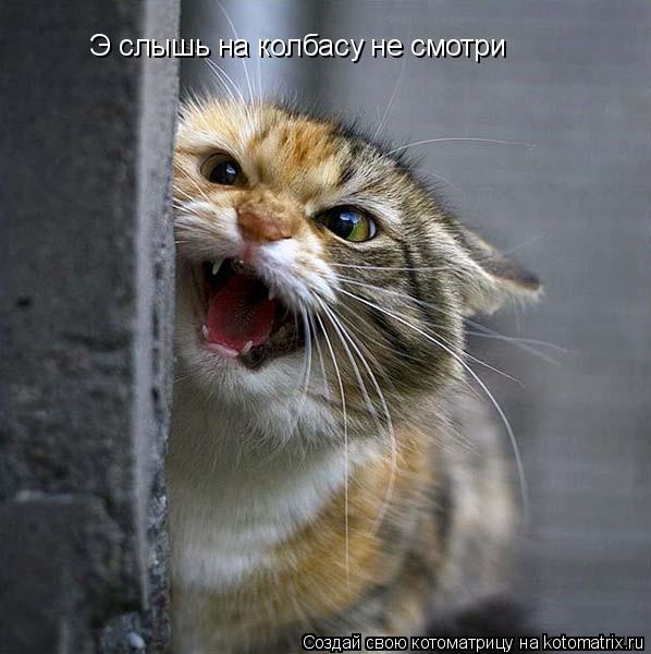 Э слышь на колбасу не смотри... Котоматрица: Э слышь на колбасу не смотри