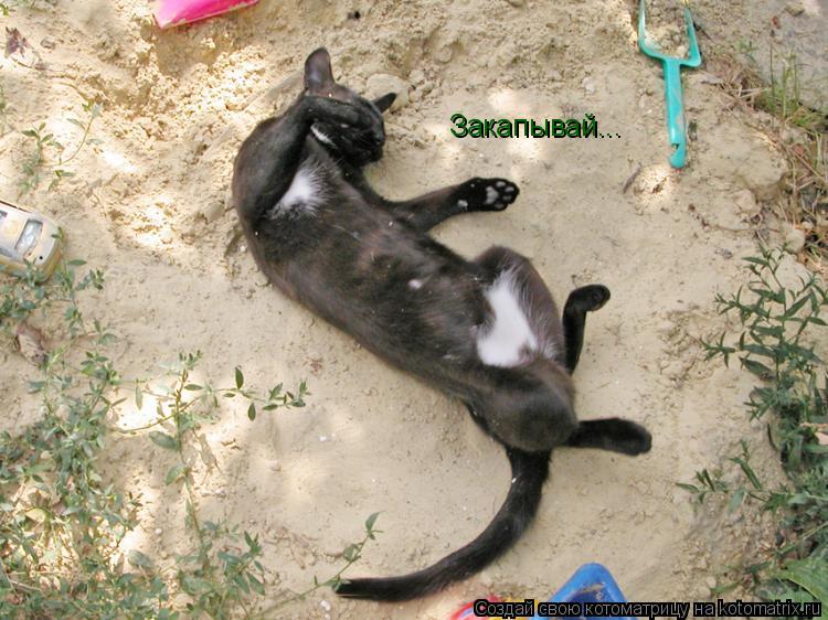 Котоматрица: Закапывай...