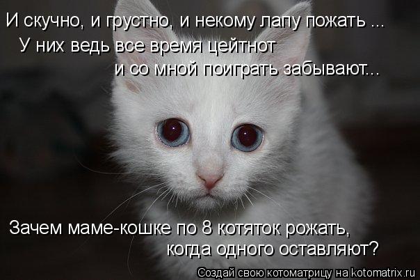 Зачем маме-кошке по 8 котяток рожать, когда одного оставляют? И скучно, и грустно, и некому лапу пож... Котоматрица: Зачем маме-кошке по 8 котяток рожать, когда одного оставляют? И скучно, и грустно, и некому лапу пожать ... У них ведь все время цейтнот и со мн