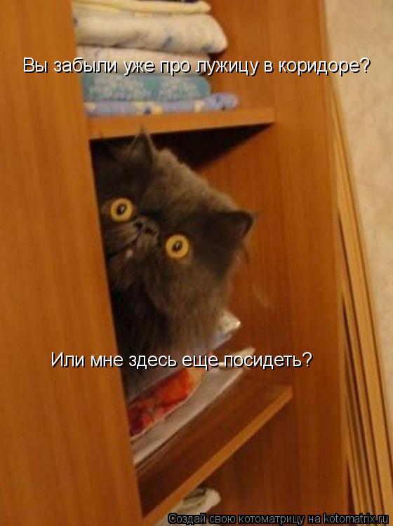 Вы забыли уже про лужицу в коридоре? Или мне здесь еще посидеть?... Котоматрица: Вы забыли уже про лужицу в коридоре? Или мне здесь еще посидеть?