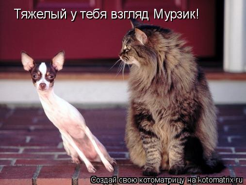 Тяжелый у тебя взгляд Мурзик!... Котоматрица: Тяжелый у тебя взгляд Мурзик!