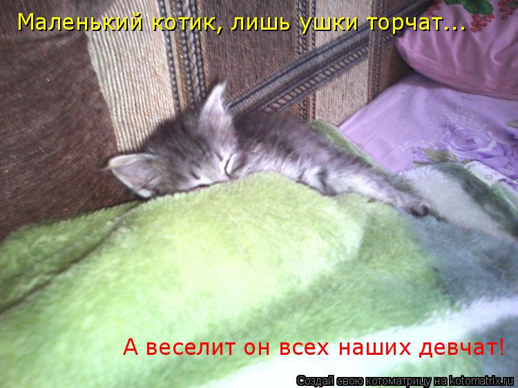Маленький котик, лишь ушки торчат... А веселит он всех наших девчат!... Котоматрица: Маленький котик, лишь ушки торчат... А веселит он всех наших девчат!