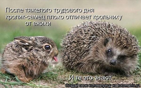 После тяжелого трудового дня кролик-самец плохо отличает крольчиху от ежихи И те это знают...... Котоматрица: После тяжелого трудового дня кролик-самец плохо отличает крольчиху от ежихи И те это знают...