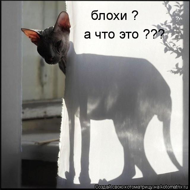 блохи ? а что это ???... Котоматрица: блохи ? а что это ???