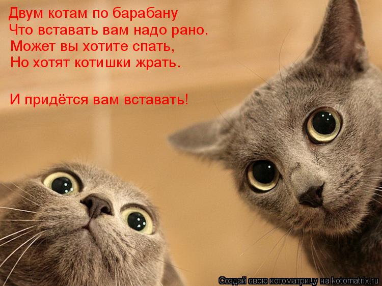 Двум котам по барабану Что вставать вам надо рано. Может вы хотите спать, Но хотят котишки жрать. И п... Котоматрица: Двум котам по барабану Что вставать вам надо рано. Может вы хотите спать, Но хотят котишки жрать. И придётся вам вставать!