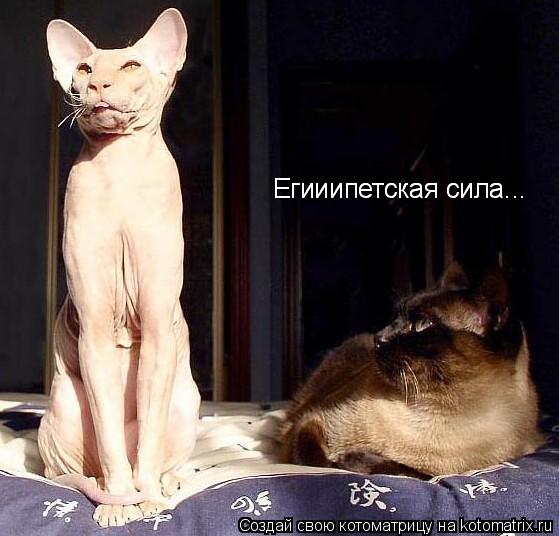 Егииипетская сила... Егииипетская сила...... Котоматрица: Егииипетская сила... Егииипетская сила...