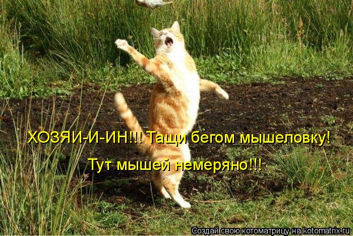 ХОЗЯИ-И-ИН!!! Тащи бегом мышеловку! Тут мышей немеряно!!!... Котоматрица: ХОЗЯИ-И-ИН!!! Тащи бегом мышеловку! Тут мышей немеряно!!!