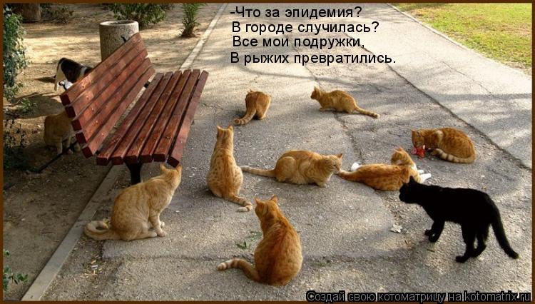 -Что за эпидемия? В городе случилась? Все мои подружки, В рыжих превратились.... Котоматрица: -Что за эпидемия? В городе случилась? Все мои подружки, В рыжих превратились.