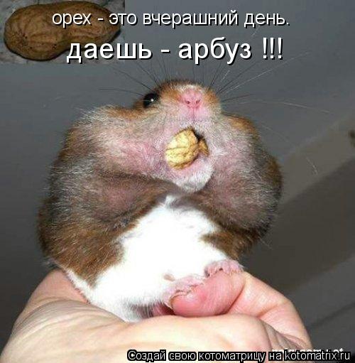 орех - это вчерашний день. даешь - арбуз !!!... Котоматрица: орех - это вчерашний день. даешь - арбуз !!!