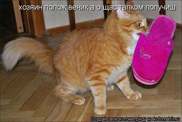 хозяин полож веник а о щас тапком получиш... Котоматрица: хозяин полож веник а о щас тапком получиш