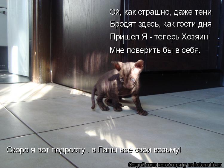 Ой, как страшно, даже тени Бродят здесь, как гости дня Пришел Я - теперь Хозяин! Мне поверить бы в се... Котоматрица: Ой, как страшно, даже тени Бродят здесь, как гости дня Пришел Я - теперь Хозяин! Мне поверить бы в себя… Скоро я вот подросту – в Лапы всё свои