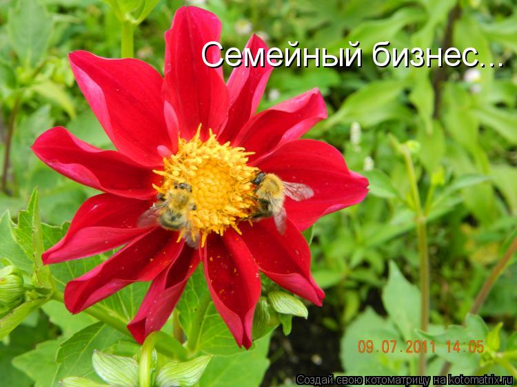 Семейный бизнес...... Котоматрица: Семейный бизнес...