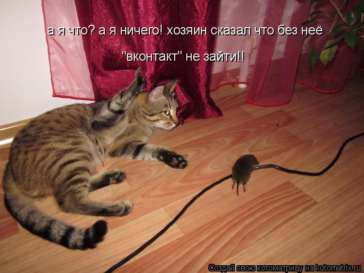 а я что? а я ничего! хозяин сказал что без неё "вконтакт" не зайти!!... Котоматрица: а я что? а я ничего! хозяин сказал что без неё "вконтакт" не зайти!!