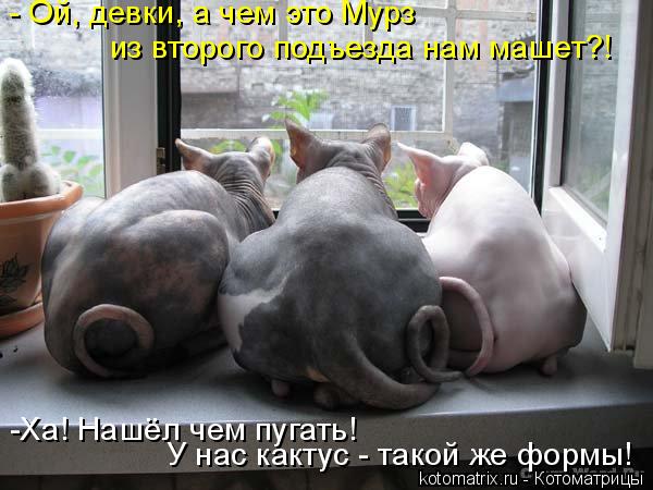 Котоматрица: - Ой, девки, а чем это Мурз  из второго подъезда нам машет?! -Ха! Нашёл чем пугать!  У нас кактус - такой же формы!