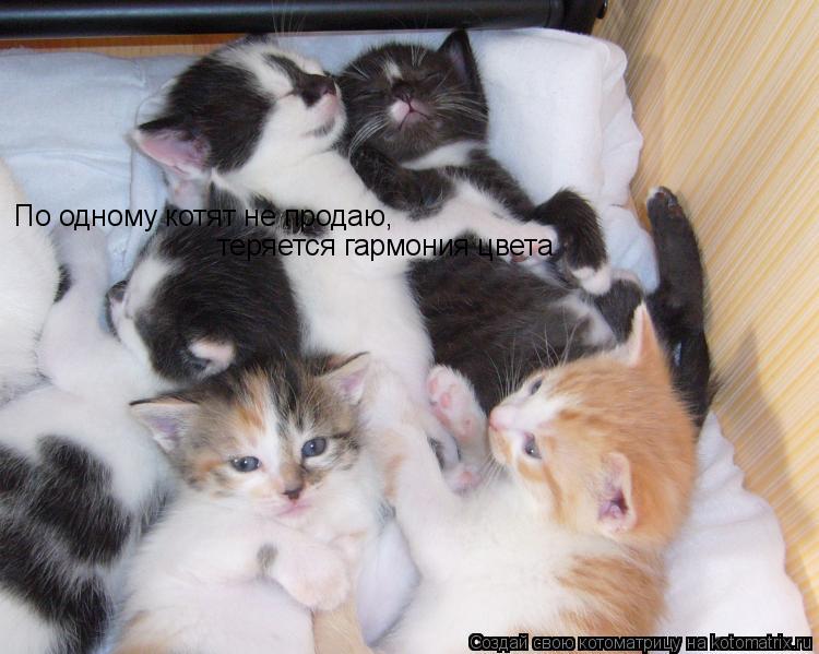 По одному котят не продаю, теряется гармония цвета... Котоматрица: По одному котят не продаю, теряется гармония цвета