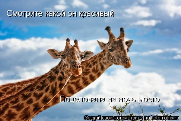 Смотрите какой он красивый Поцеловала на ночь моего... Котоматрица: Смотрите какой он красивый Поцеловала на ночь моего