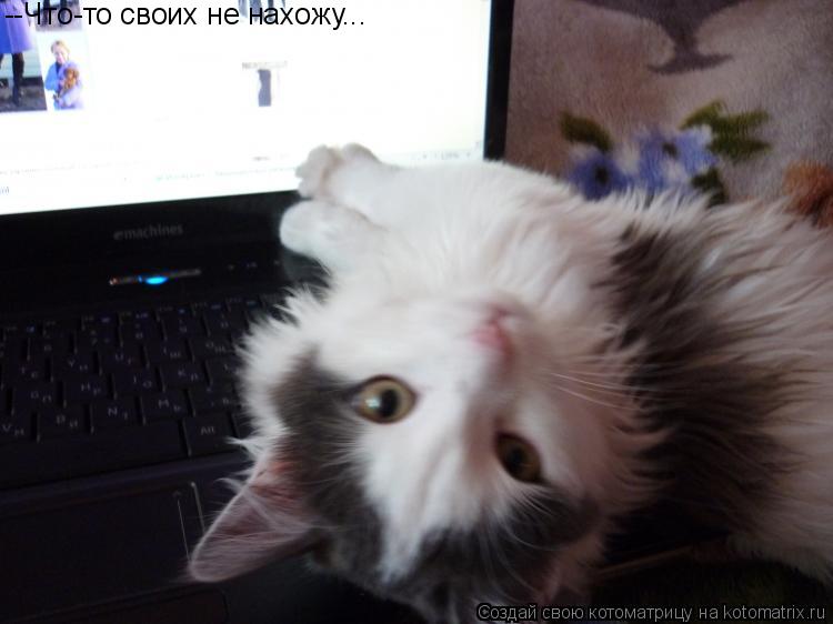 Котоматрица: --Что-то своих не нахожу...