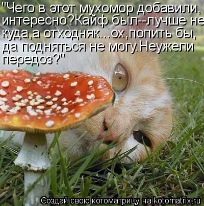 "Чего в этот мухомор добавили, интересно?Кайф был--лучше не- куда,а отходняк...ох,попить бы, да подня... Котоматрица: "Чего в этот мухомор добавили, интересно?Кайф был--лучше не- куда,а отходняк...ох,попить бы, да подняться не могу.Неужели передоз?"
