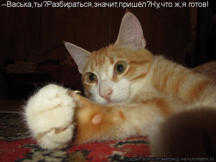 --Васька,ты?Разбираться,значит,пришёл?Ну,что ж,я готов!... Котоматрица: --Васька,ты?Разбираться,значит,пришёл?Ну,что ж,я готов!