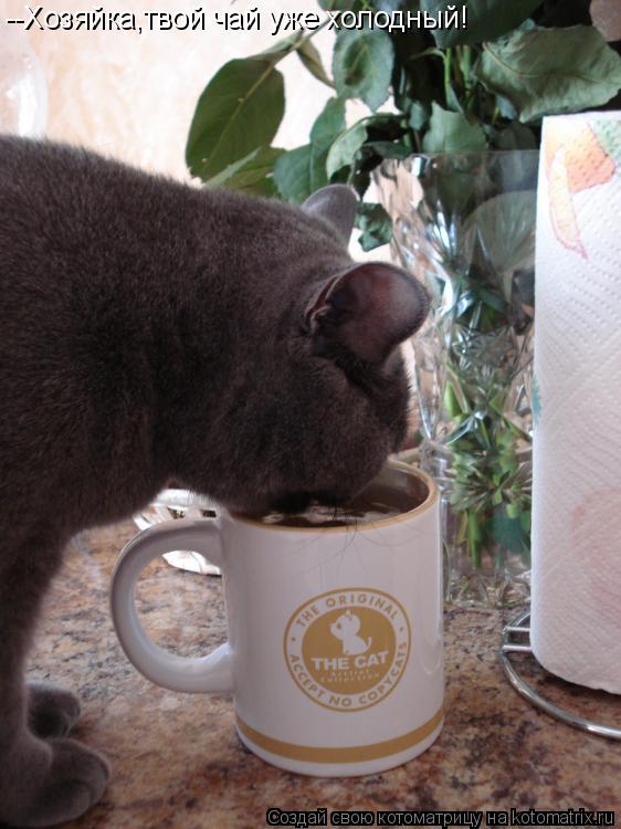 Котоматрица: --Хозяйка,твой чай уже холодный!