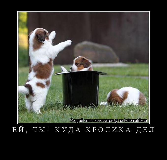 ... Котоматрица: