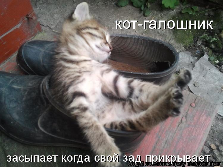 кот-галошник засыпает когда свой зад прикрывает... Котоматрица: кот-галошник засыпает когда свой зад прикрывает