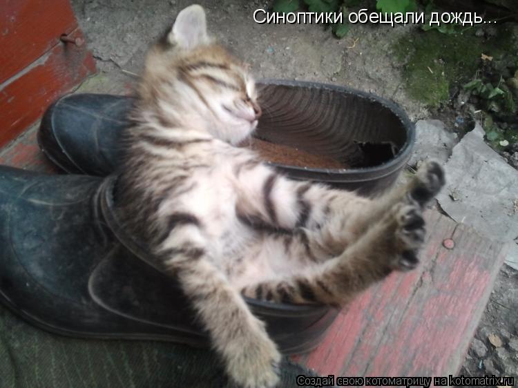 Синоптики обещали дождь...... Котоматрица: Синоптики обещали дождь...