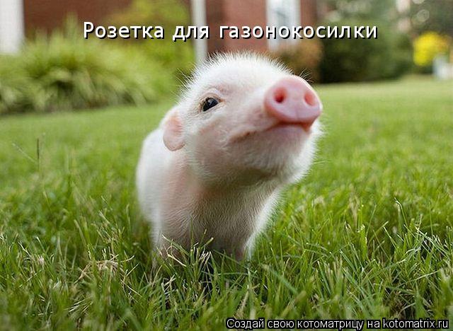 Рoзетка для газонокосилки... Котоматрица: Рoзетка для газонокосилки