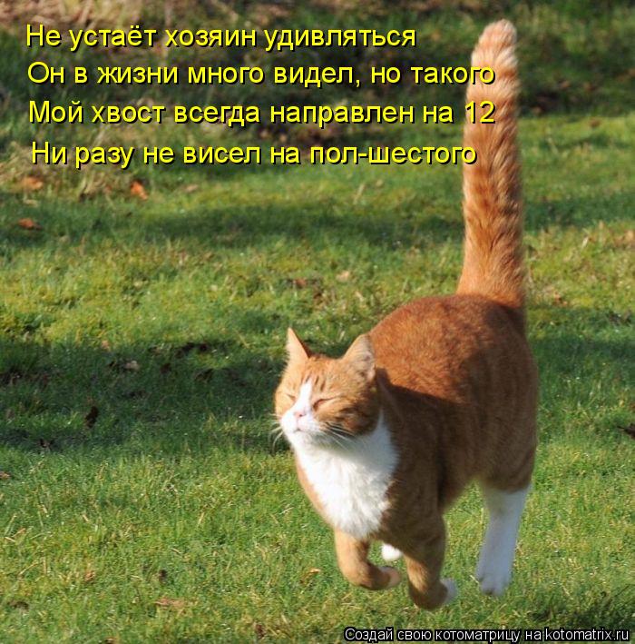 Котоматрица: Не устаёт хозяин удивляться Он в жизни много видел, но такого Мой хвост всегда направлен на 12 Ни разу не висел на пол-шестого