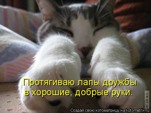 Протягиваю лапы дружбы в хорошие, добрые руки.... Котоматрица: Протягиваю лапы дружбы в хорошие, добрые руки.