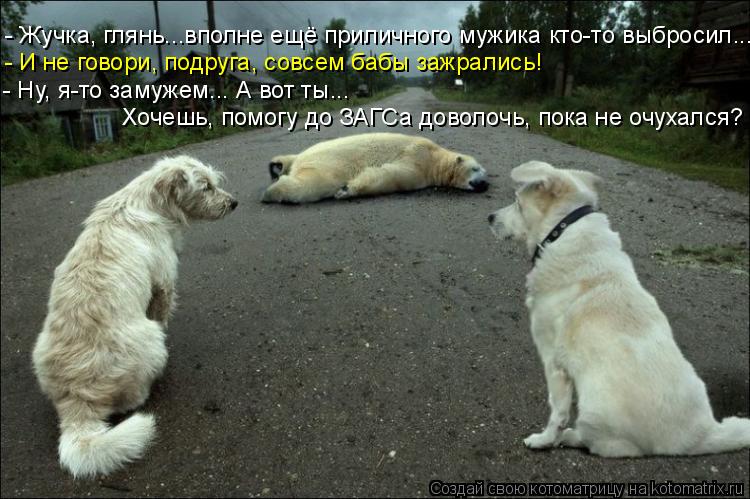 - Жучка, глянь...вполне ещё приличного мужика кто-то выбросил... - И не говори, подруга, совсем бабы... Котоматрица: - Жучка, глянь...вполне ещё приличного мужика кто-то выбросил... - И не говори, подруга, совсем бабы зажрались! - Ну, я-то замужем... А вот ты... Хо