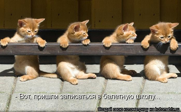- Вот, пришли записаться в балетную школу...... Котоматрица: - Вот, пришли записаться в балетную школу...