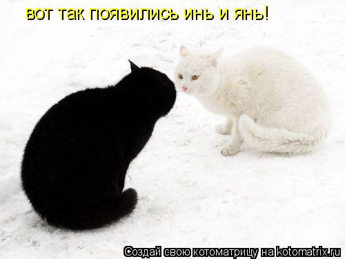 вот так появились инь и янь!... Котоматрица: вот так появились инь и янь!