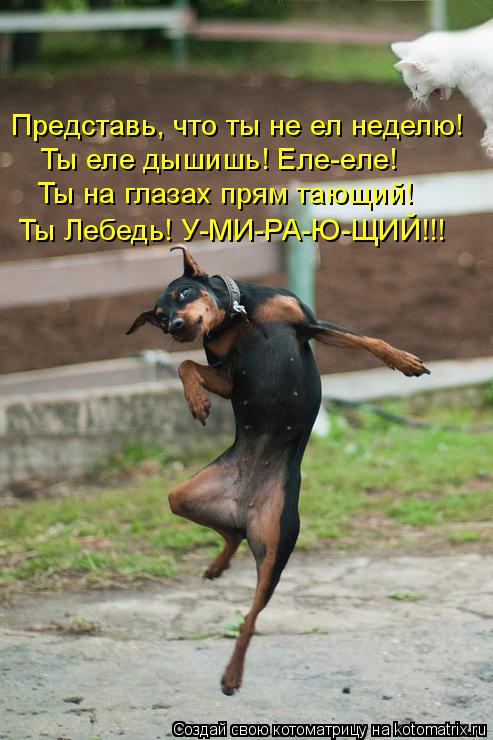Представь, что ты не ел неделю! Ты еле дышишь! Еле-еле! Ты на глазах прям тающий! Ты Лебедь! У-МИ-РА-... Котоматрица: Представь, что ты не ел неделю! Ты еле дышишь! Еле-еле! Ты на глазах прям тающий! Ты Лебедь! У-МИ-РА-Ю-ЩИЙ!!!