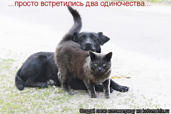 ...просто встретились два одиночества...... Котоматрица: ...просто встретились два одиночества...