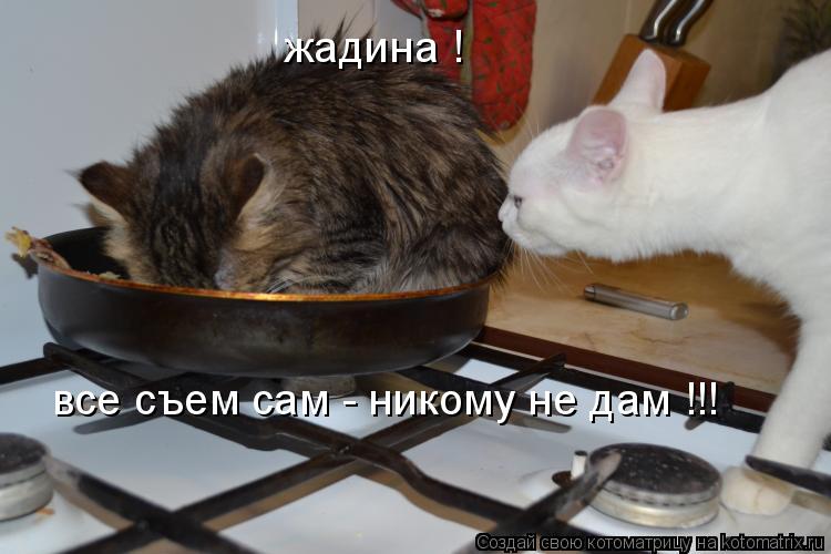 жадина ! все съем сам - никому не дам !!!... Котоматрица: жадина ! все съем сам - никому не дам !!!
