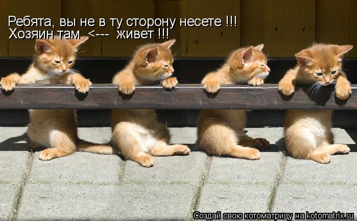Ребята, вы не в ту сторону несете !!! Хозяин там <--- живет !!!... Котоматрица: Ребята, вы не в ту сторону несете !!! Хозяин там <--- живет !!!
