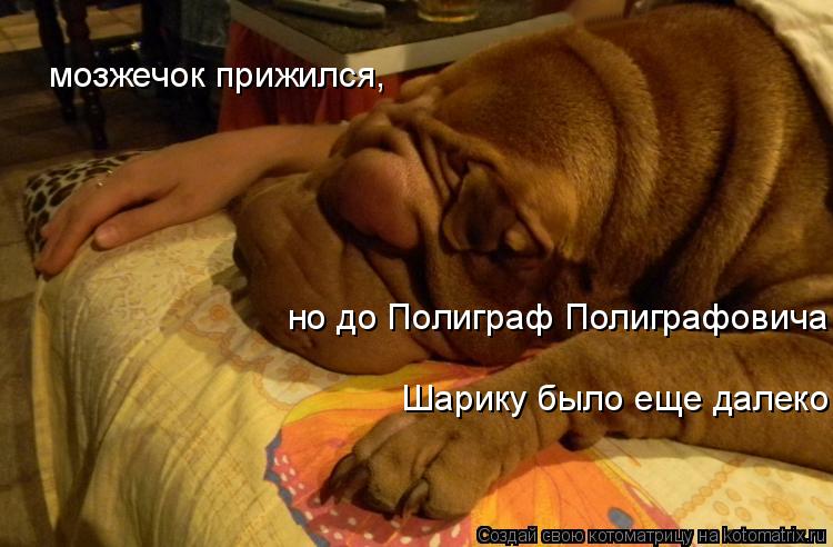 мозжечок прижился, но до Полиграф Полиграфовича Шарику было еще далеко... Котоматрица: мозжечок прижился, но до Полиграф Полиграфовича Шарику было еще далеко