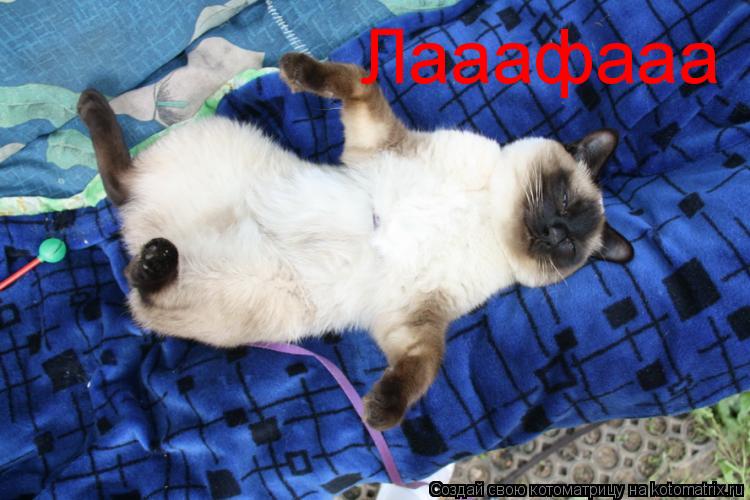 Лааафааа... Котоматрица: Лааафааа