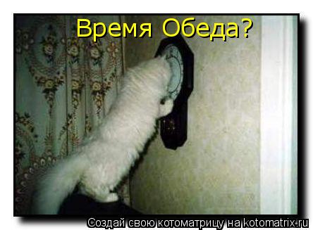 Время Обеда?... Котоматрица: Время Обеда?