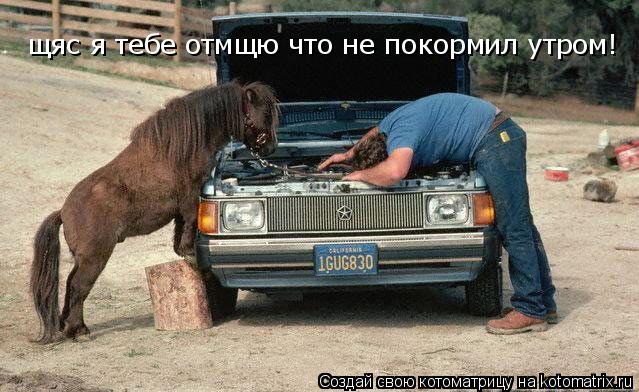 щяс я тебе отмщю что не покормил утром!... Котоматрица: щяс я тебе отмщю что не покормил утром!